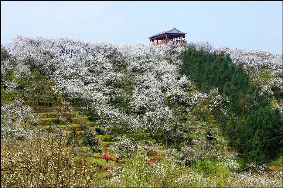 【春天，广西桂林灌阳县向您发出邀请！】我们在灌阳看梨花 - 游山玩水 - 平凉生活社区 - 平凉28生活网 pl.28life.net