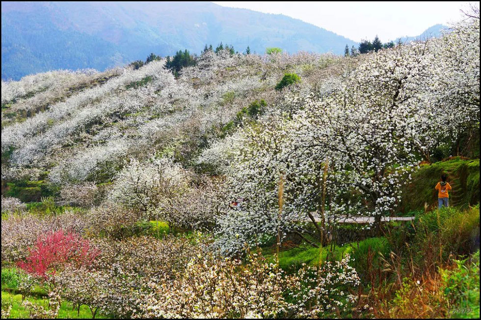 【春天，广西桂林灌阳县向您发出邀请！】我们在灌阳看梨花 - 游山玩水 - 平凉生活社区 - 平凉28生活网 pl.28life.net