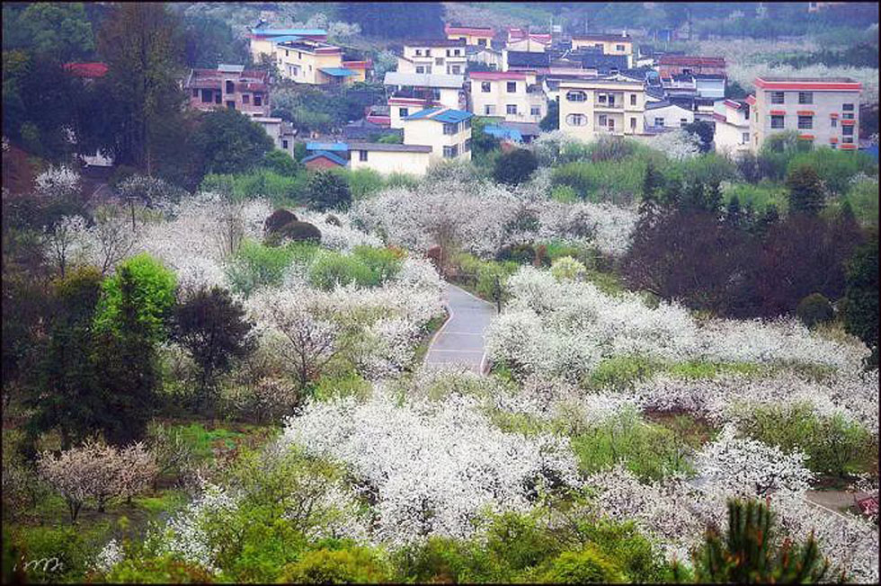 【春天，广西桂林灌阳县向您发出邀请！】我们在灌阳看梨花 - 游山玩水 - 平凉生活社区 - 平凉28生活网 pl.28life.net