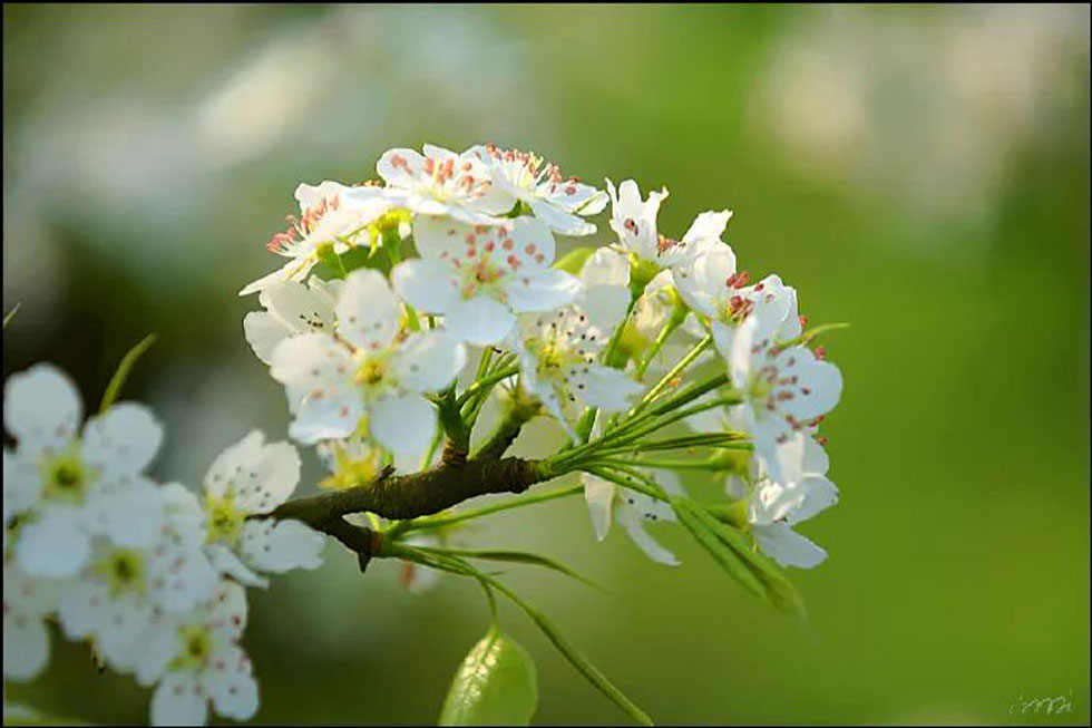 【春天，广西桂林灌阳县向您发出邀请！】我们在灌阳看梨花 - 游山玩水 - 平凉生活社区 - 平凉28生活网 pl.28life.net