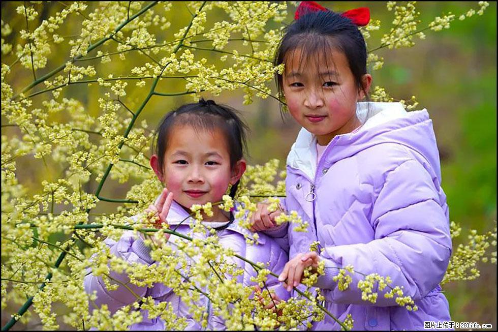 【春天，广西桂林灌阳县向您发出邀请！】米珠山前有片山苍子花在飘香 - 游山玩水 - 平凉生活社区 - 平凉28生活网 pl.28life.net
