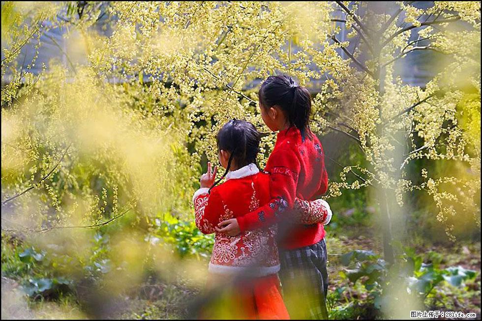 【春天，广西桂林灌阳县向您发出邀请！】米珠山前有片山苍子花在飘香 - 游山玩水 - 平凉生活社区 - 平凉28生活网 pl.28life.net