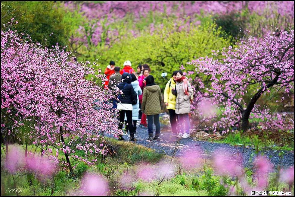 【春天，广西桂林灌阳县向您发出邀请！】官庄村有个醉美的桃花园 - 游山玩水 - 平凉生活社区 - 平凉28生活网 pl.28life.net