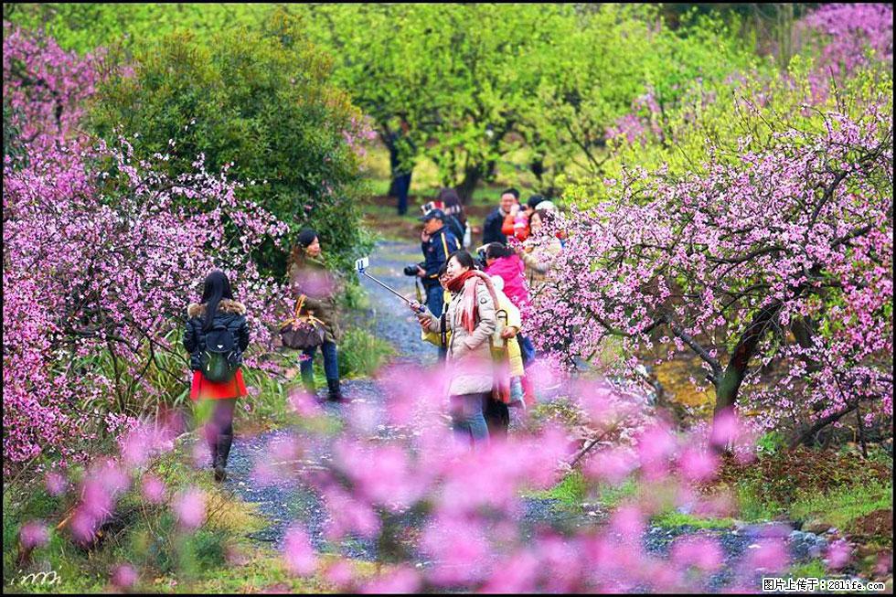 【春天，广西桂林灌阳县向您发出邀请！】官庄村有个醉美的桃花园 - 游山玩水 - 平凉生活社区 - 平凉28生活网 pl.28life.net