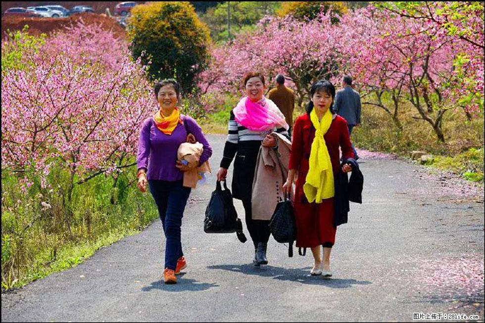 【春天，广西桂林灌阳县向您发出邀请！】官庄村有个醉美的桃花园 - 游山玩水 - 平凉生活社区 - 平凉28生活网 pl.28life.net