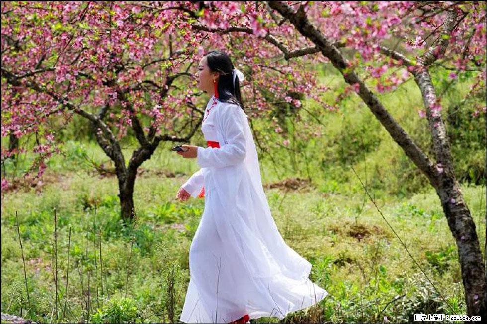 【春天，广西桂林灌阳县向您发出邀请！】官庄村有个醉美的桃花园 - 游山玩水 - 平凉生活社区 - 平凉28生活网 pl.28life.net