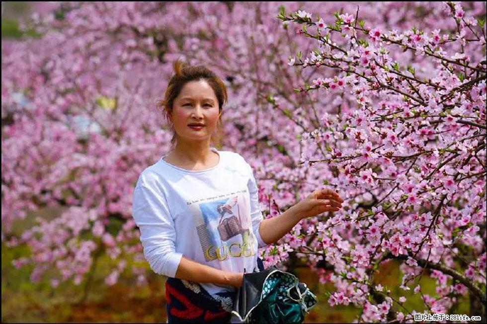 【春天，广西桂林灌阳县向您发出邀请！】官庄村有个醉美的桃花园 - 游山玩水 - 平凉生活社区 - 平凉28生活网 pl.28life.net