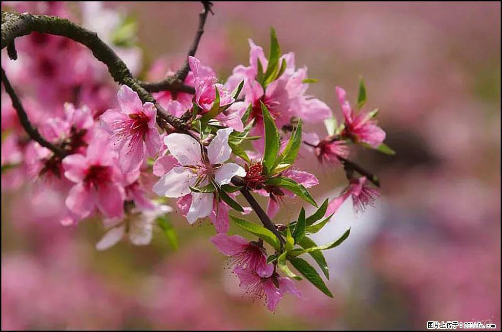【春天，广西桂林灌阳县向您发出邀请！】官庄村有个醉美的桃花园 - 游山玩水 - 平凉生活社区 - 平凉28生活网 pl.28life.net