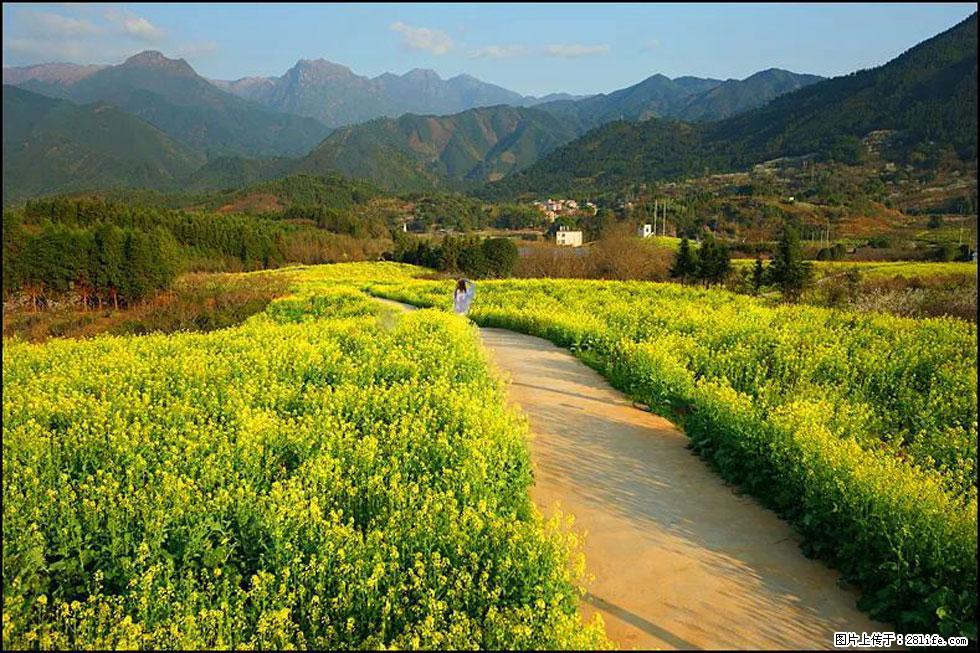【春天，广西桂林灌阳县向您发出邀请！】长坪村油菜盛情花开 - 游山玩水 - 平凉生活社区 - 平凉28生活网 pl.28life.net