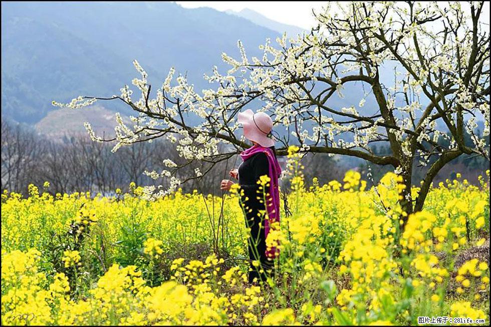 【春天，广西桂林灌阳县向您发出邀请！】长坪村油菜盛情花开 - 游山玩水 - 平凉生活社区 - 平凉28生活网 pl.28life.net