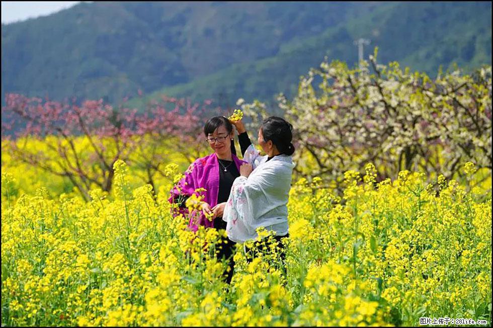 【春天，广西桂林灌阳县向您发出邀请！】长坪村油菜盛情花开 - 游山玩水 - 平凉生活社区 - 平凉28生活网 pl.28life.net