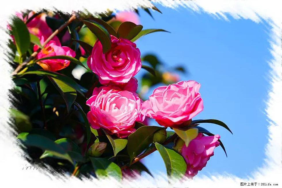 【春天，广西桂林灌阳县向您发出邀请！】杨柳井茶花惹人爱 - 游山玩水 - 平凉生活社区 - 平凉28生活网 pl.28life.net