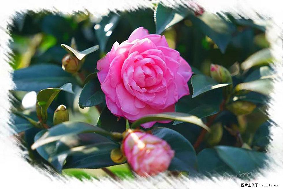 【春天，广西桂林灌阳县向您发出邀请！】杨柳井茶花惹人爱 - 游山玩水 - 平凉生活社区 - 平凉28生活网 pl.28life.net