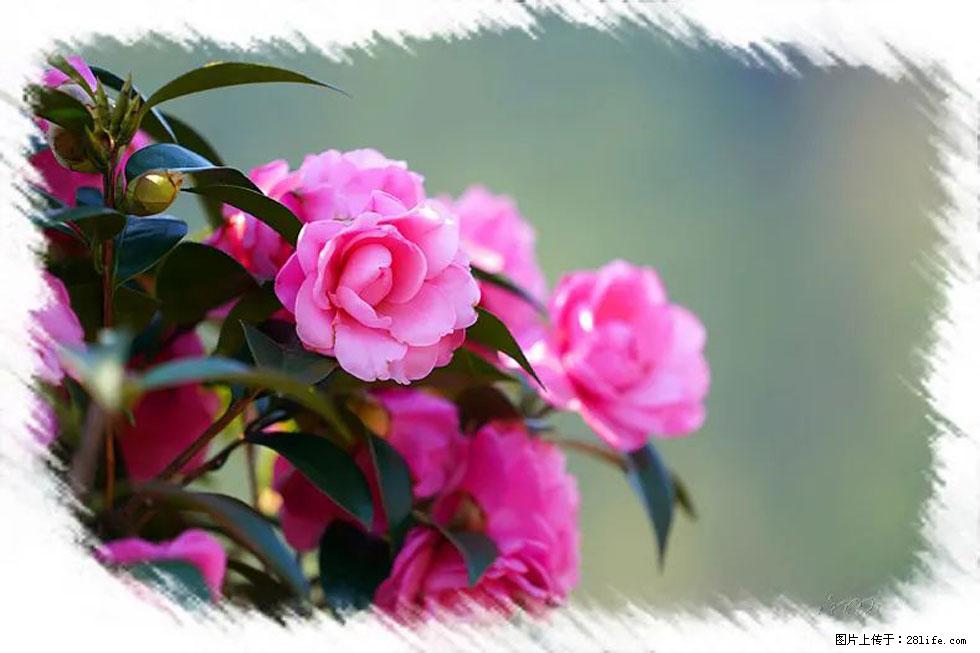 【春天，广西桂林灌阳县向您发出邀请！】杨柳井茶花惹人爱 - 游山玩水 - 平凉生活社区 - 平凉28生活网 pl.28life.net