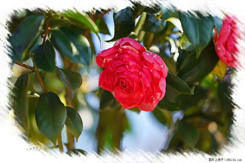 【春天，广西桂林灌阳县向您发出邀请！】杨柳井茶花惹人爱 - 游山玩水 - 平凉生活社区 - 平凉28生活网 pl.28life.net