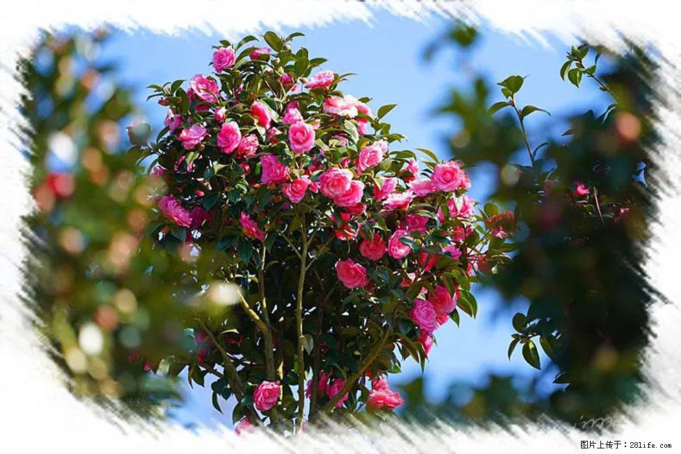 【春天，广西桂林灌阳县向您发出邀请！】杨柳井茶花惹人爱 - 游山玩水 - 平凉生活社区 - 平凉28生活网 pl.28life.net