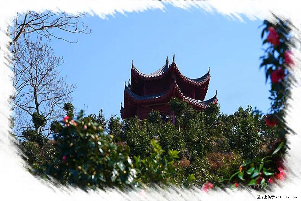 【春天，广西桂林灌阳县向您发出邀请！】杨柳井茶花惹人爱 - 游山玩水 - 平凉生活社区 - 平凉28生活网 pl.28life.net