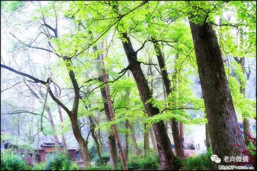 【春天，广西桂林灌阳县向您发出邀请！】在小龙村与春天约会 - 游山玩水 - 平凉生活社区 - 平凉28生活网 pl.28life.net