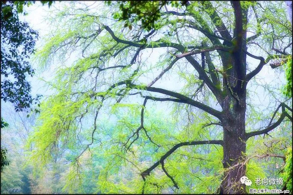 【春天，广西桂林灌阳县向您发出邀请！】在小龙村与春天约会 - 游山玩水 - 平凉生活社区 - 平凉28生活网 pl.28life.net