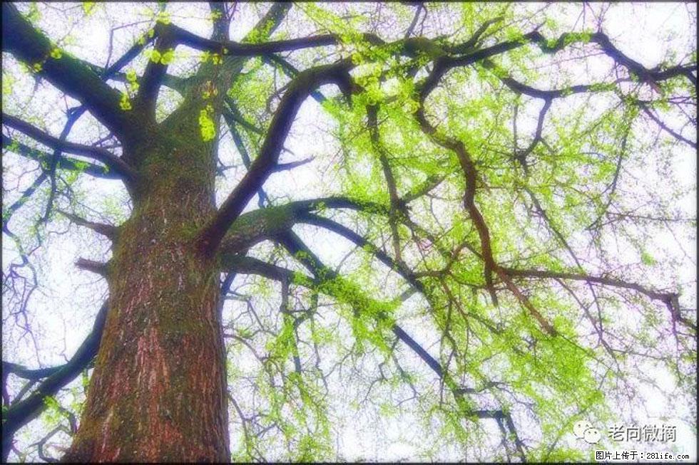 【春天，广西桂林灌阳县向您发出邀请！】在小龙村与春天约会 - 游山玩水 - 平凉生活社区 - 平凉28生活网 pl.28life.net