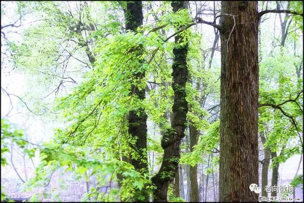 【春天，广西桂林灌阳县向您发出邀请！】在小龙村与春天约会 - 游山玩水 - 平凉生活社区 - 平凉28生活网 pl.28life.net