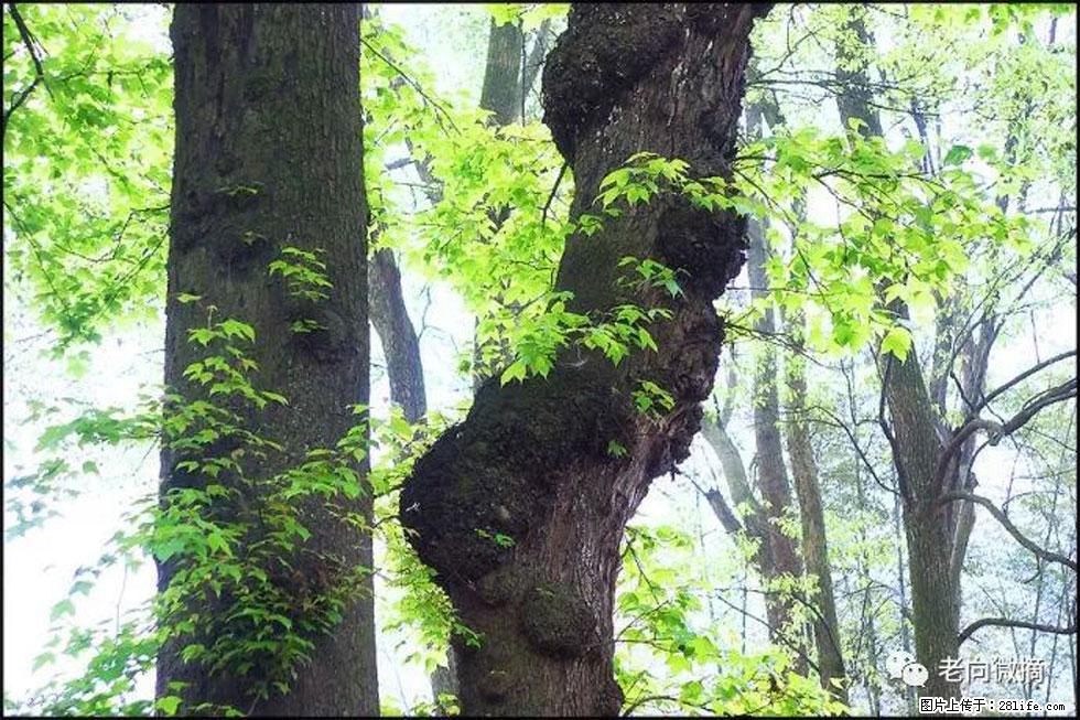 【春天，广西桂林灌阳县向您发出邀请！】在小龙村与春天约会 - 游山玩水 - 平凉生活社区 - 平凉28生活网 pl.28life.net