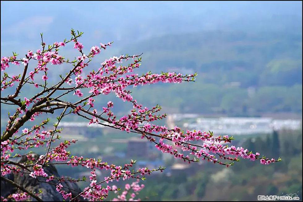 【春天，广西桂林灌阳县向您发出邀请！】望月岭上桃花开 - 游山玩水 - 平凉生活社区 - 平凉28生活网 pl.28life.net