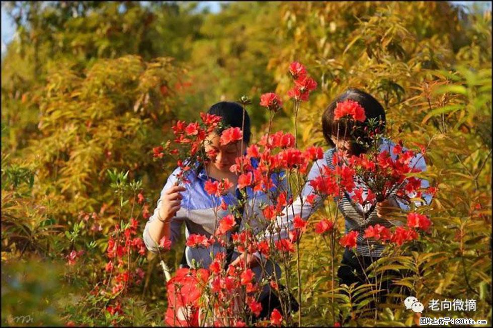 【春天，广西桂林灌阳县向您发出邀请！】登麒麟山，相约映山红 - 游山玩水 - 平凉生活社区 - 平凉28生活网 pl.28life.net