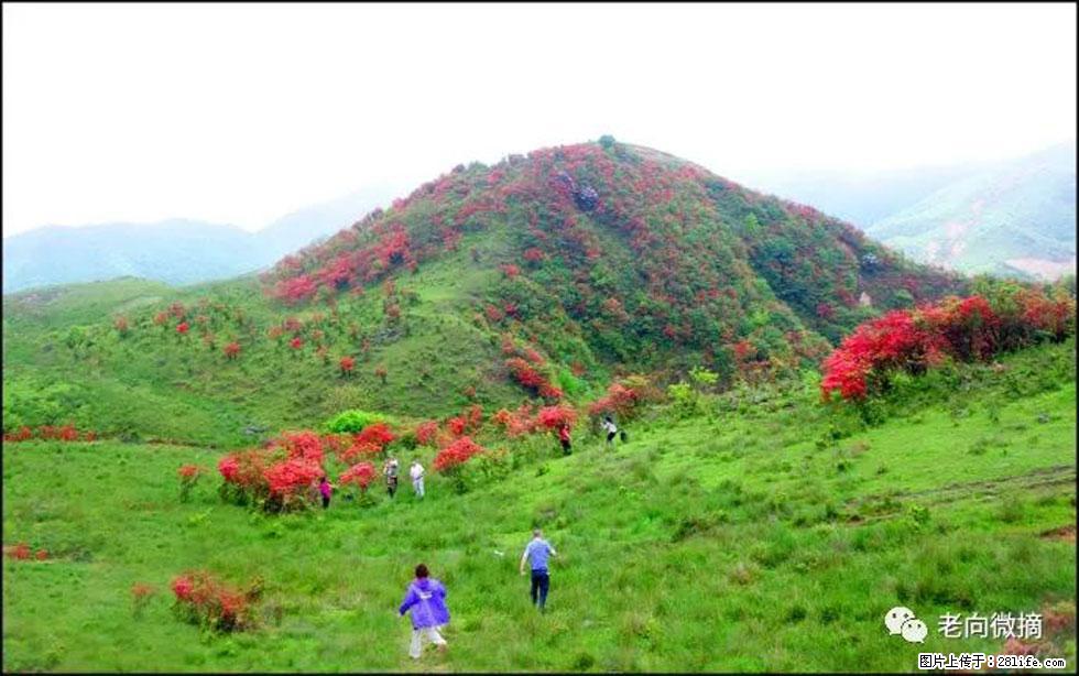 【春天，广西桂林灌阳县向您发出邀请！】宝盖山上映山红 - 游山玩水 - 平凉生活社区 - 平凉28生活网 pl.28life.net