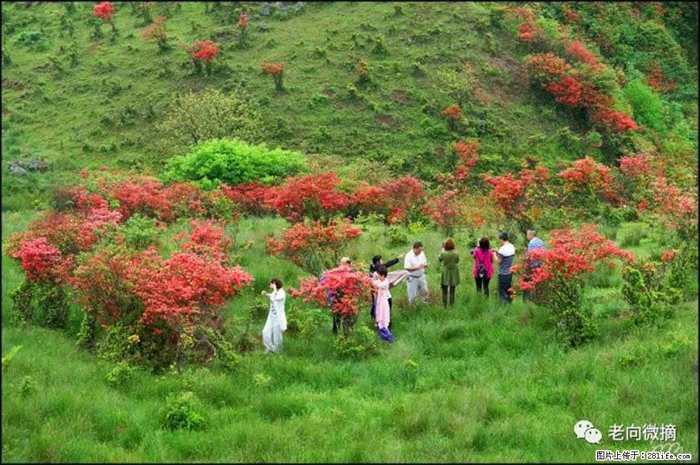 【春天，广西桂林灌阳县向您发出邀请！】宝盖山上映山红 - 游山玩水 - 平凉生活社区 - 平凉28生活网 pl.28life.net