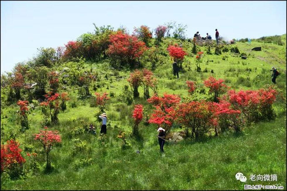 【春天，广西桂林灌阳县向您发出邀请！】宝盖山上映山红 - 游山玩水 - 平凉生活社区 - 平凉28生活网 pl.28life.net