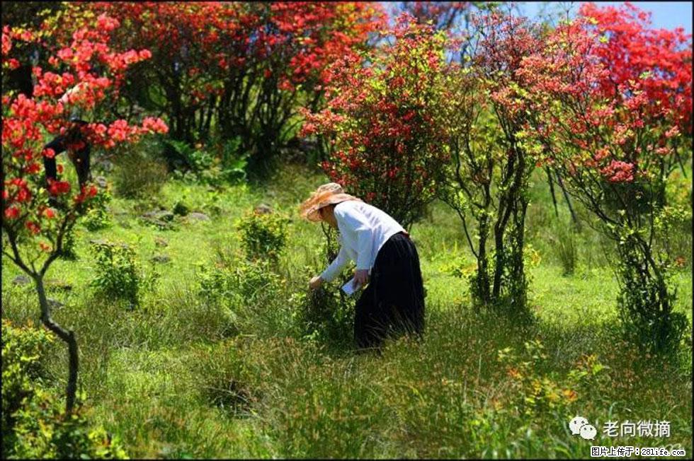 【春天，广西桂林灌阳县向您发出邀请！】宝盖山上映山红 - 游山玩水 - 平凉生活社区 - 平凉28生活网 pl.28life.net