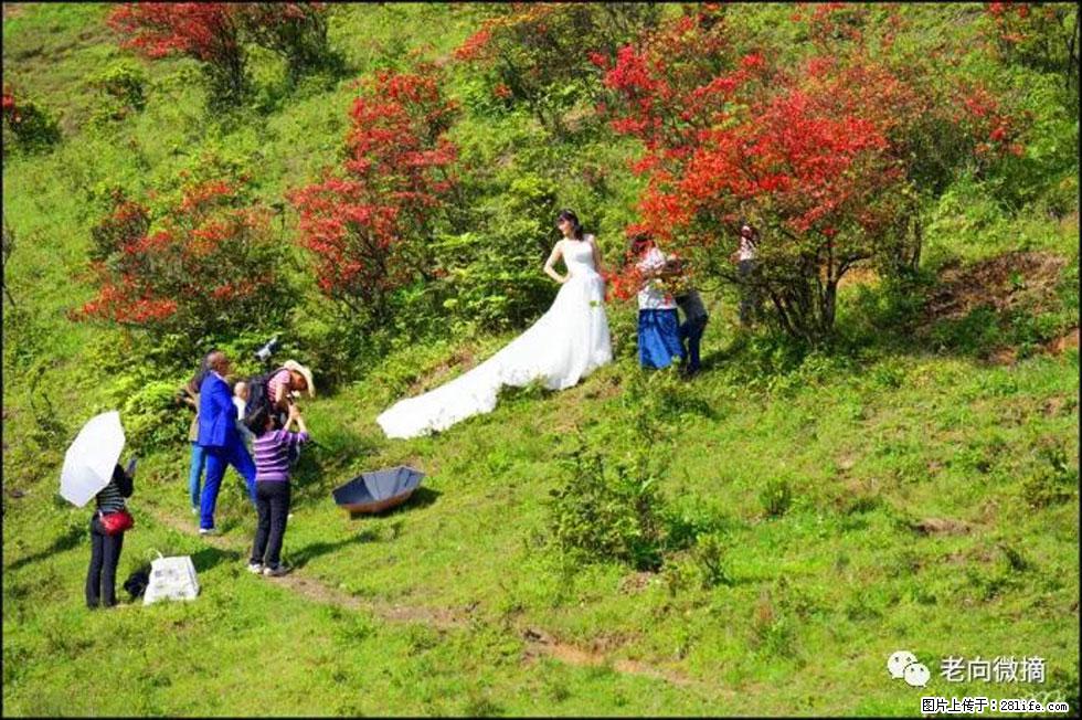 【春天，广西桂林灌阳县向您发出邀请！】宝盖山上映山红 - 游山玩水 - 平凉生活社区 - 平凉28生活网 pl.28life.net