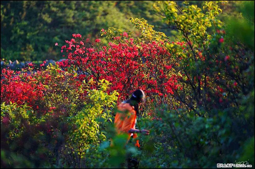 【春天，广西桂林灌阳县向您发出邀请！】春木界上映山红 - 游山玩水 - 平凉生活社区 - 平凉28生活网 pl.28life.net