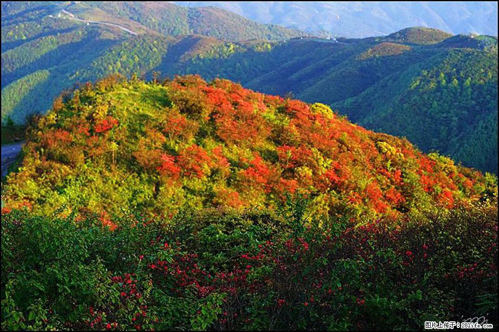 【春天，广西桂林灌阳县向您发出邀请！】春木界上映山红 - 游山玩水 - 平凉生活社区 - 平凉28生活网 pl.28life.net