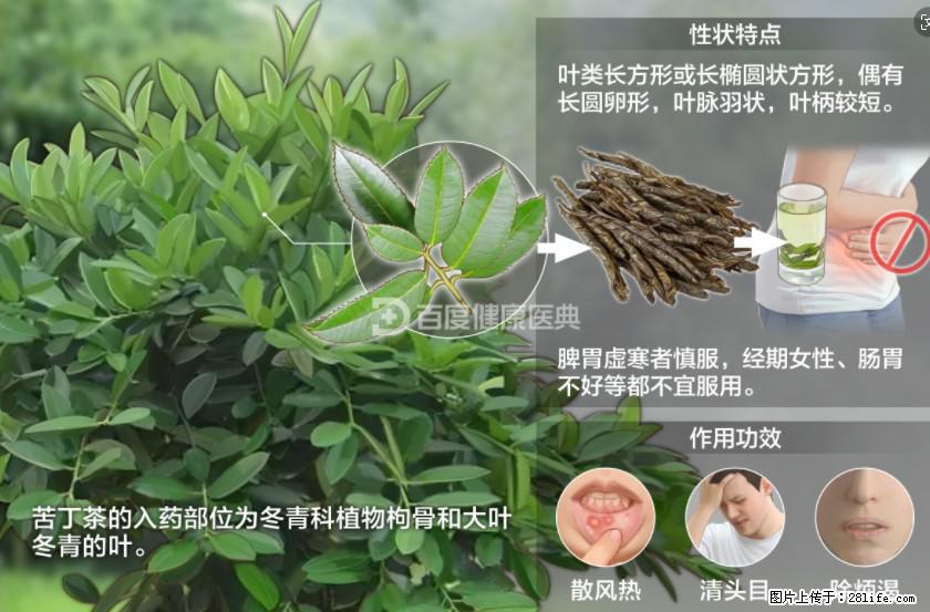 苦丁茶有哪些功效和作用 - 生活百科 - 平凉生活社区 - 平凉28生活网 pl.28life.net
