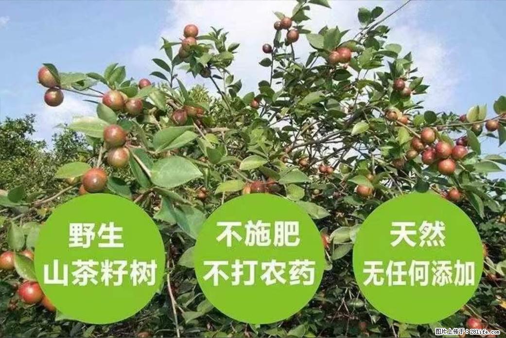 【灌阳县油茶产业示范区】一个有着充实的精神生活的人，对待身外之物自会有一种淡泊的态度 - 美食天地 - 平凉生活社区 - 平凉28生活网 pl.28life.net