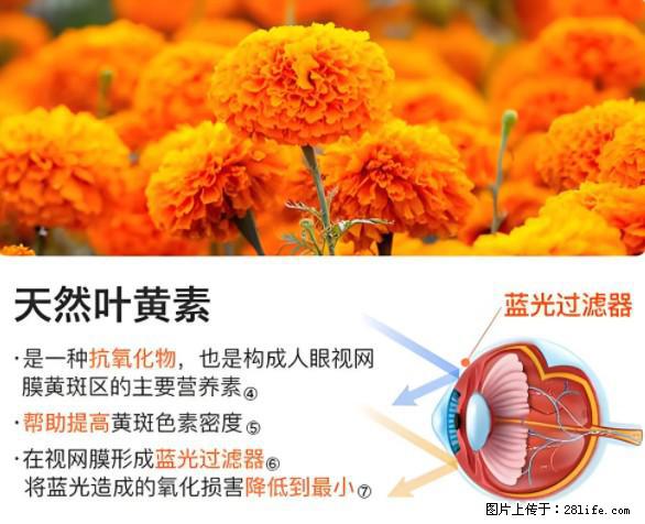 叶黄素有什么功效和作用 - 生活百科 - 平凉生活社区 - 平凉28生活网 pl.28life.net