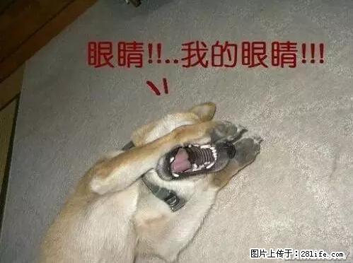 笑癫了！一女的怀孕三年未生，他终于忍不住了... - 娱乐八卦 - 平凉生活社区 - 平凉28生活网 pl.28life.net
