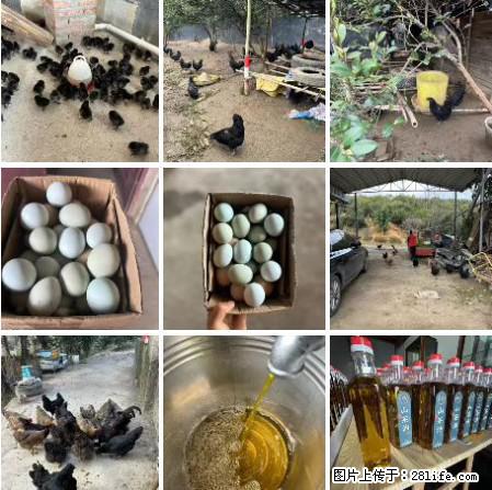 油茶园从小鸡仔开始养起的纯土鸡、土鸡蛋可以预定啦！还有前几天刚榨的纯山茶油哦 - 土特产 - 饮食特产 - 平凉分类信息 - 平凉28生活网 pl.28life.net
