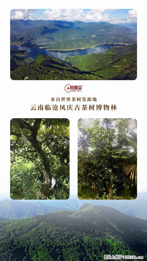 时间果百年古树2025年春红茶 - 购物交流 - 平凉生活社区 - 平凉28生活网 pl.28life.net