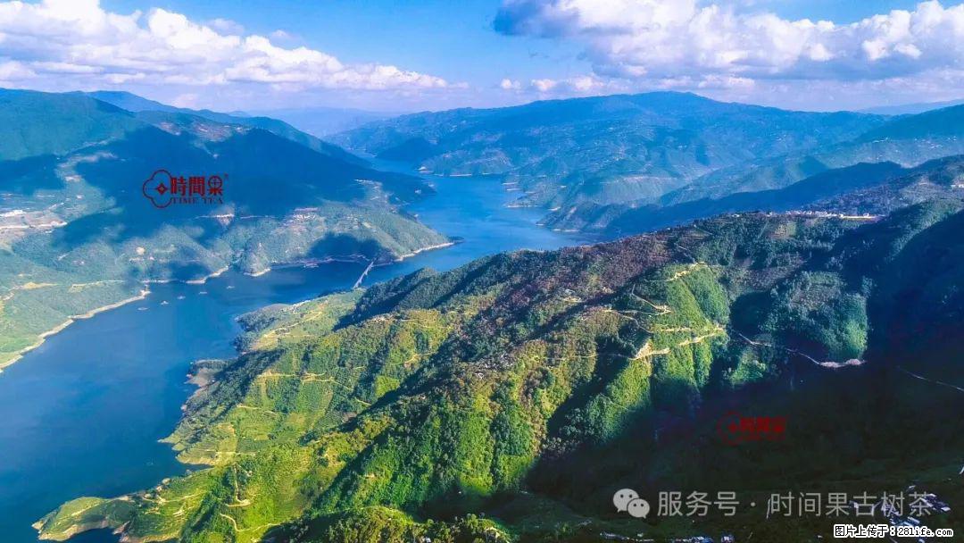 时间果百年古树龙珠普洱生茶 - 购物交流 - 平凉生活社区 - 平凉28生活网 pl.28life.net