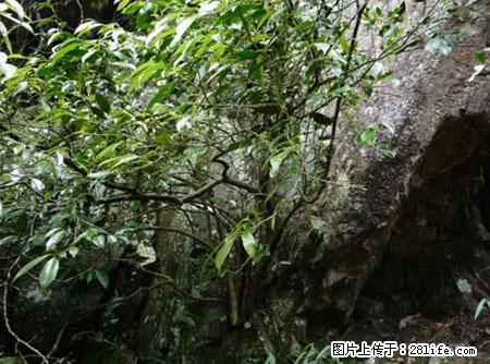 平乐石崖茶，珍贵仅次于金花茶 - 平凉生活资讯 - 平凉28生活网 pl.28life.net