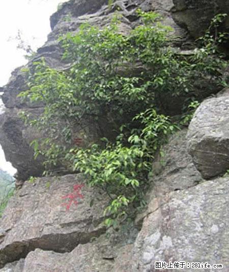 平乐石崖茶，珍贵仅次于金花茶 - 平凉生活资讯 - 平凉28生活网 pl.28life.net