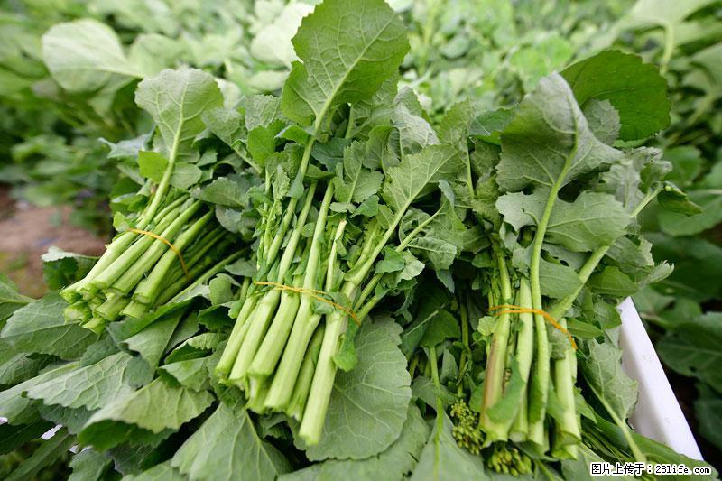 这些蔬菜是“天然钙片”，这6种被医生重点推荐 - 平凉生活资讯 - 平凉28生活网 pl.28life.net